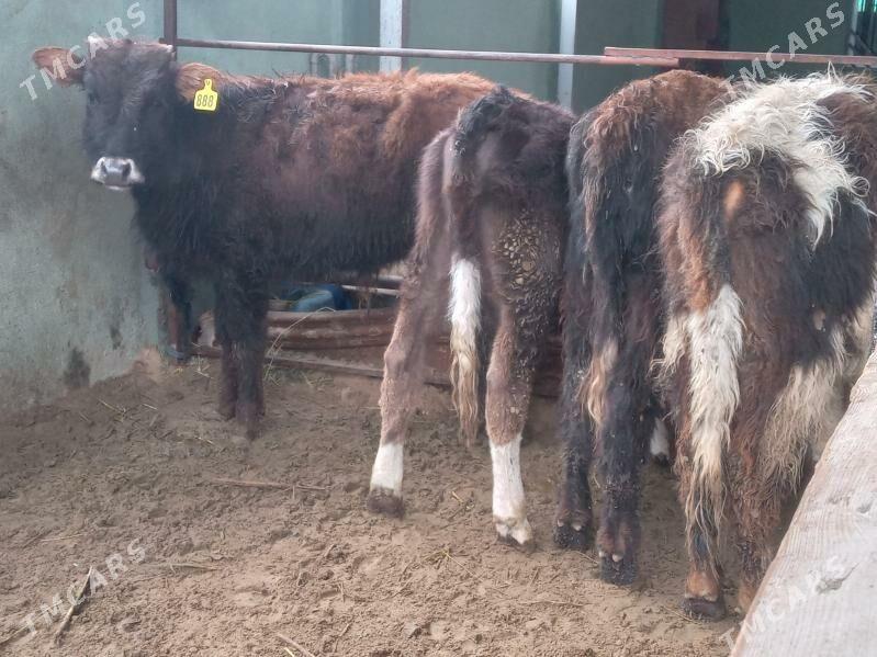 arzan 7.mal - Бузмеин - img 1