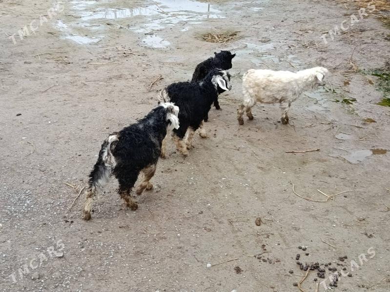 Owlak - Гёкдепе - img 1