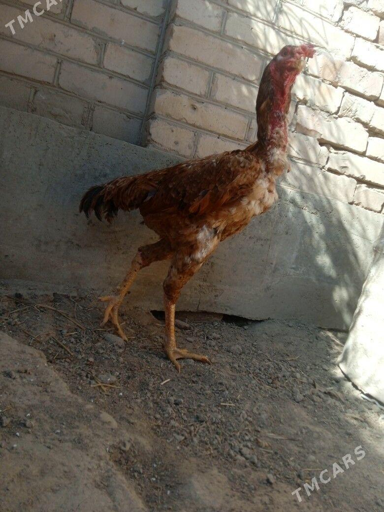 baysov horaz (snayper) - Türkmenabat - img 1