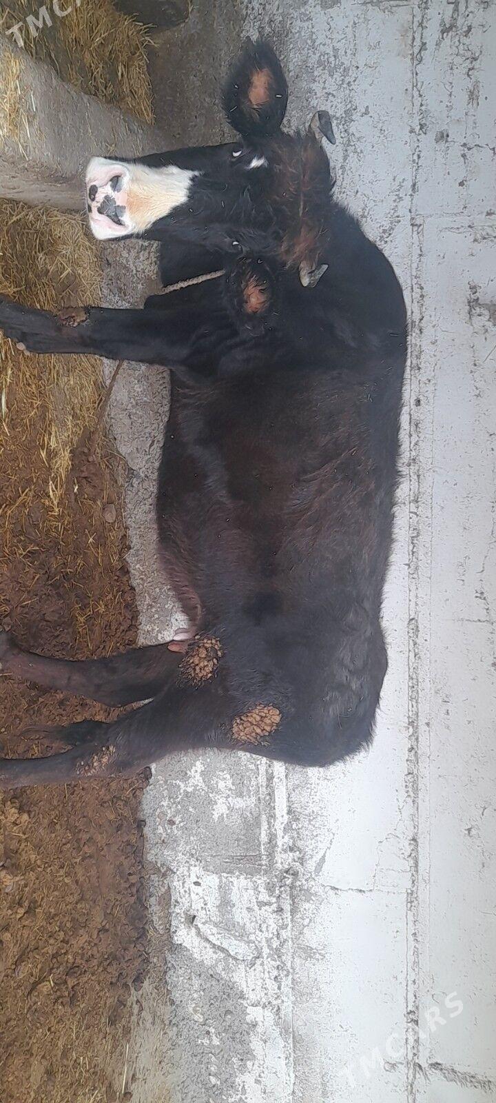 sygyr - Änew - img 1