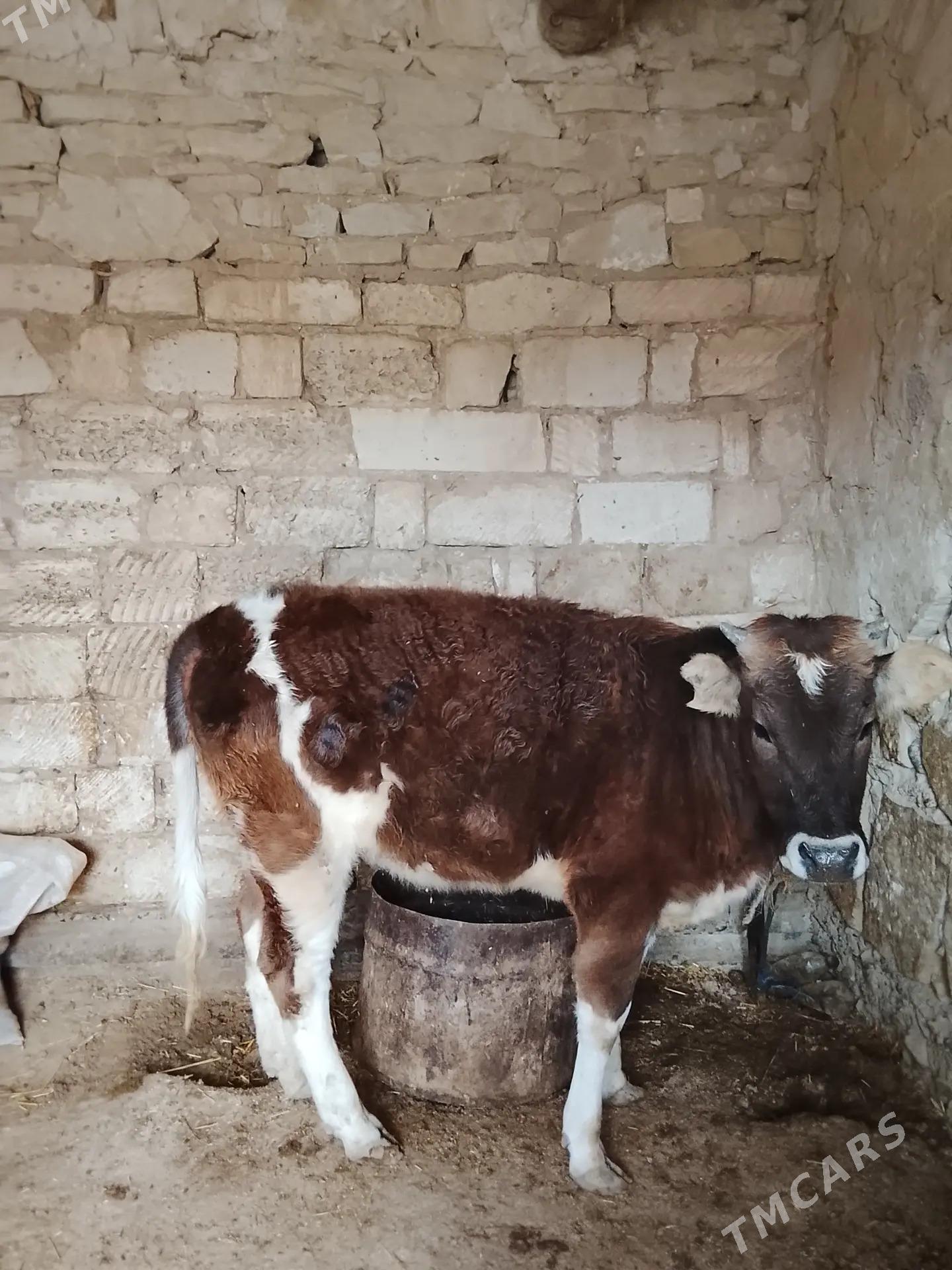 Tüwe - Гызыларбат - img 1