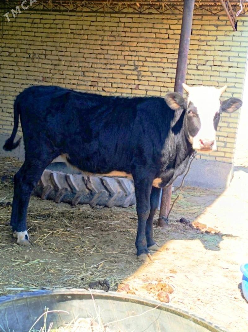 2 sany gibrit paroda unajyn - Çärjew - img 1