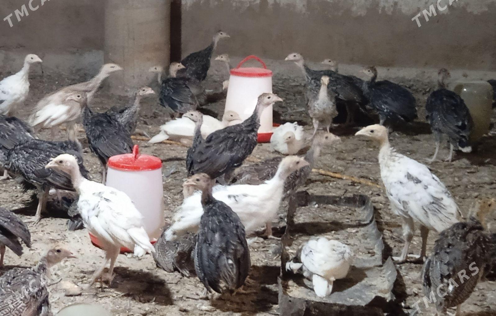 induk - Бабадайхан - img 1