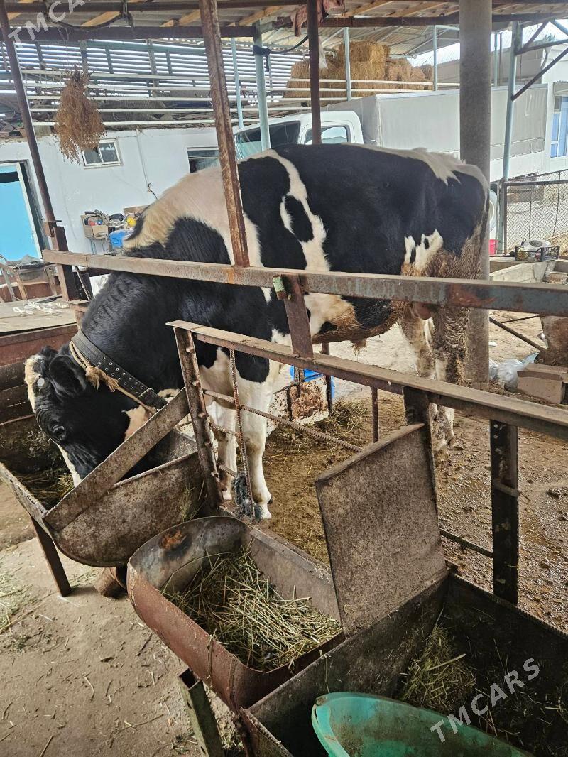 Okiz - Bäherden - img 1