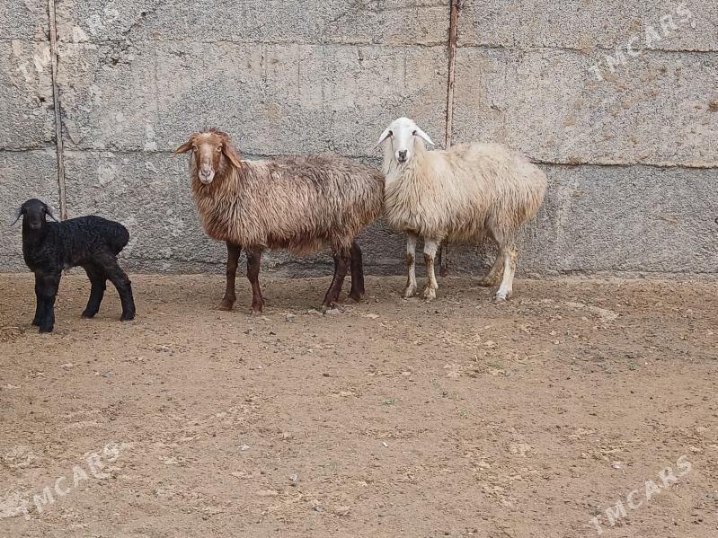 goýun - Herrikgala - img 1