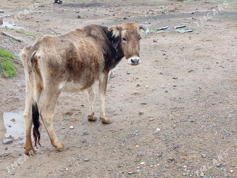 goleli sygyr - Гызыларбат - img 1