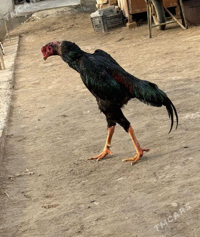 horaz - Туркменабат - img 1