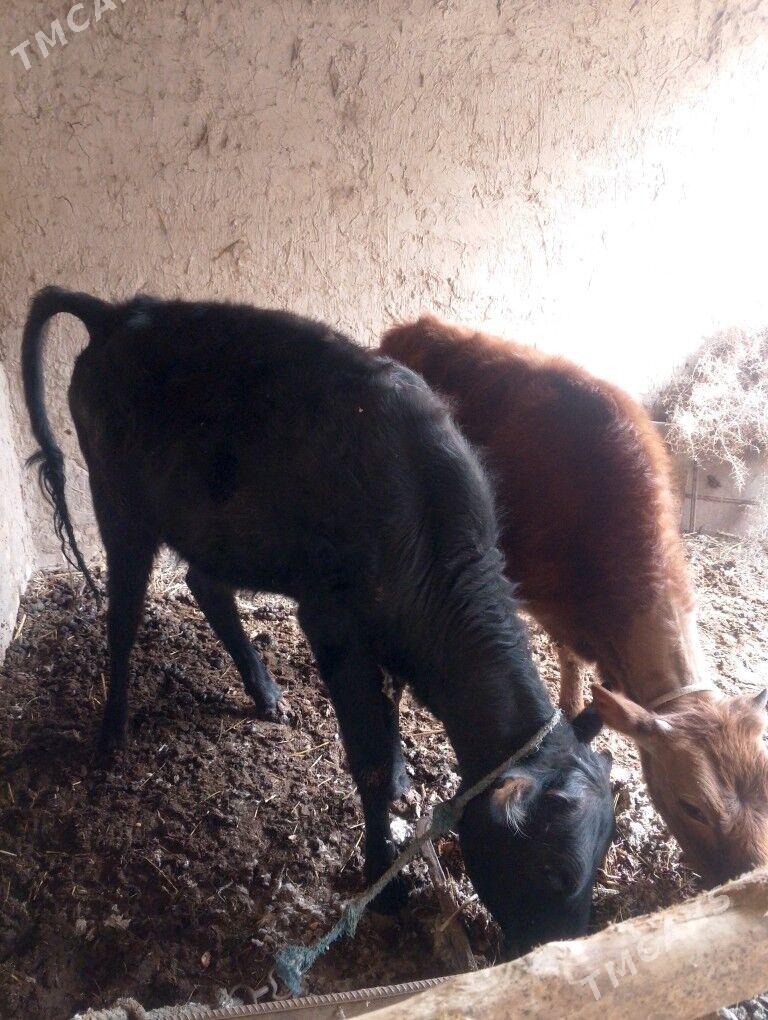 unajin - Dänew - img 1