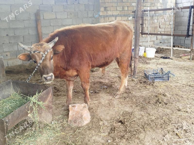 okuz - Aşgabat - img 1