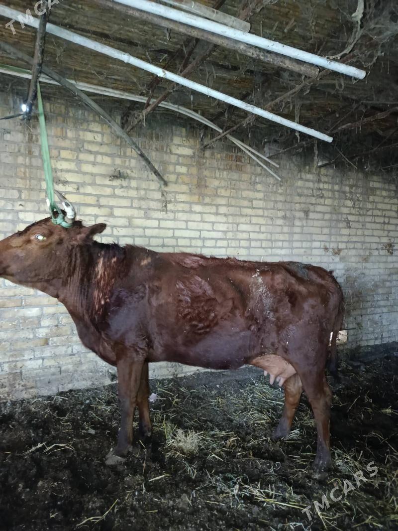 бурлат голели сыгыр - Чарджоу - img 1