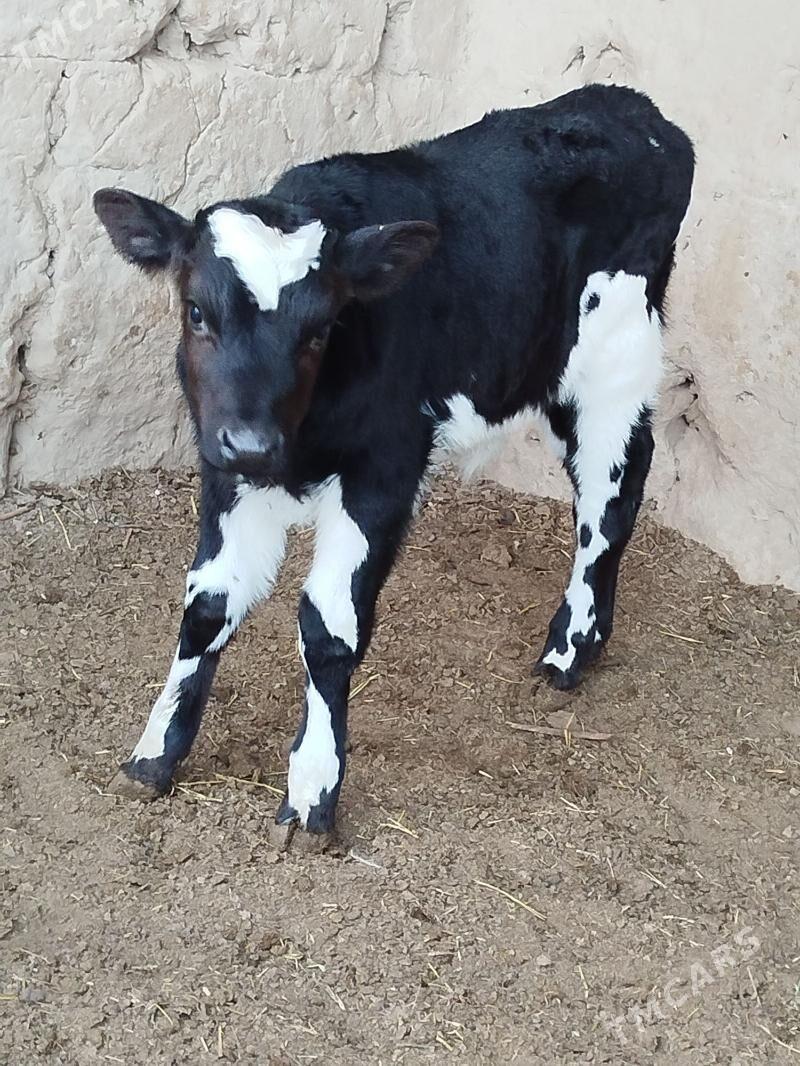 okuzce gole - Чарджоу - img 1