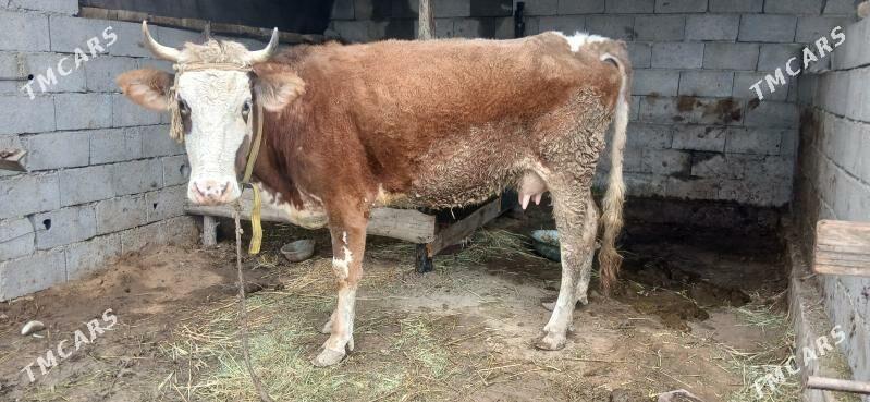 gölöli.sygyr - Гёкдепе - img 1