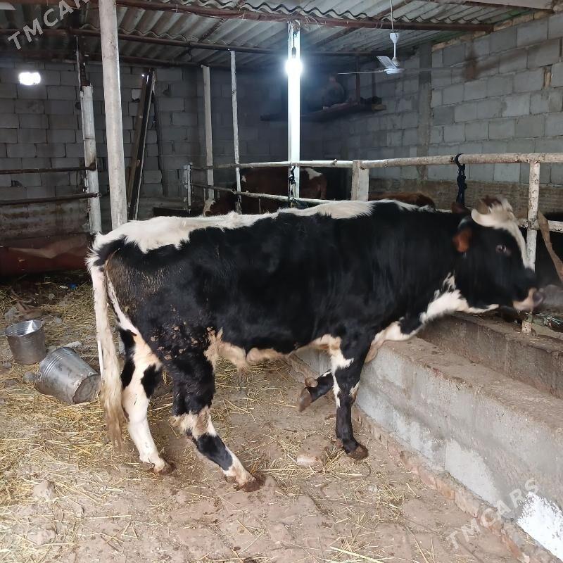 ÖKUZ - Büzmeýin - img 1