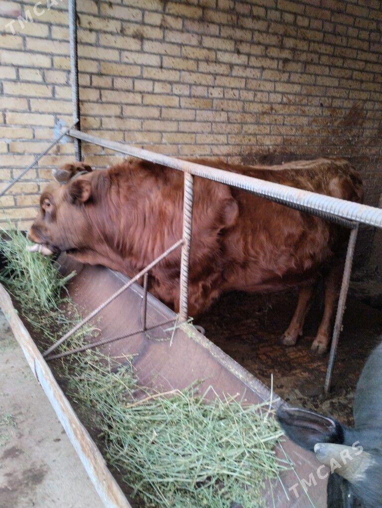 öküzler - Чарджоу - img 1