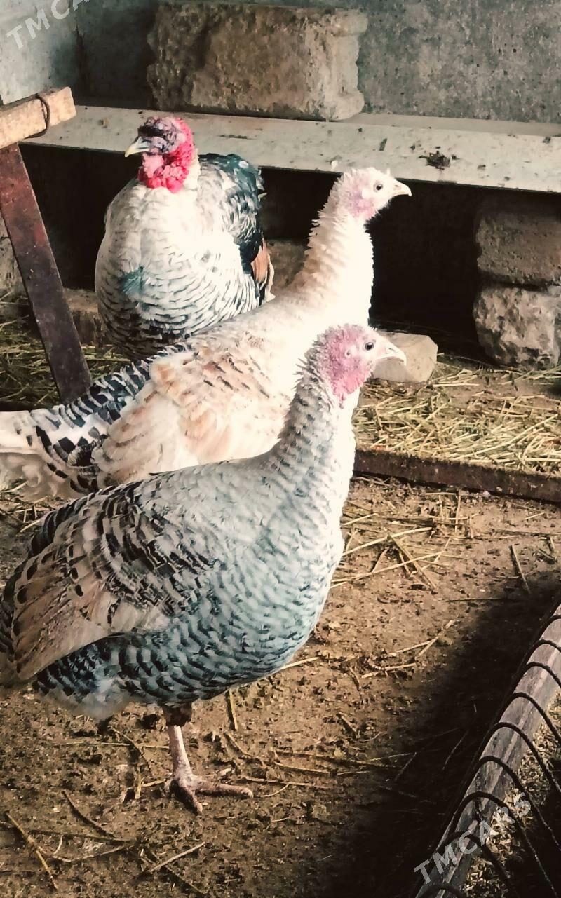 Indyuk owgan garsyk paroda10ay - Bagyr - img 1