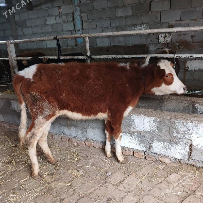 GÕLE - Бузмеин - img 1