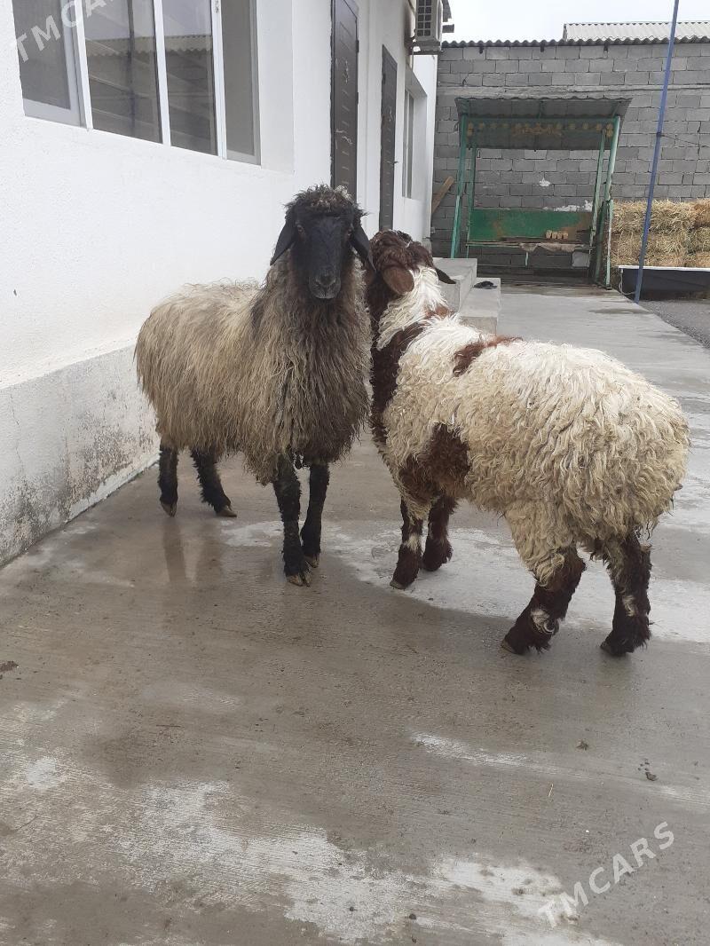 Tokli išek - Гарадамак Шор - img 1