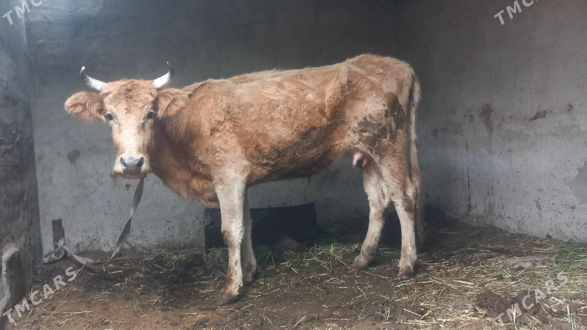 goleli sygyr - Mary - img 1