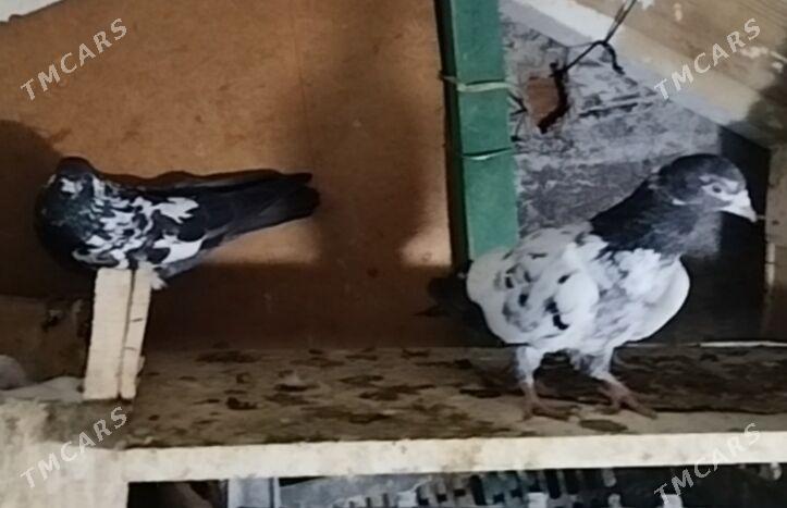 Kepderi - Ашхабад - img 1