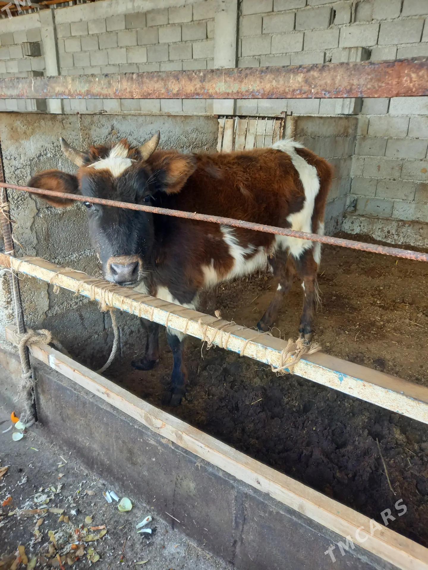 tuwe - Гёкдепе - img 1