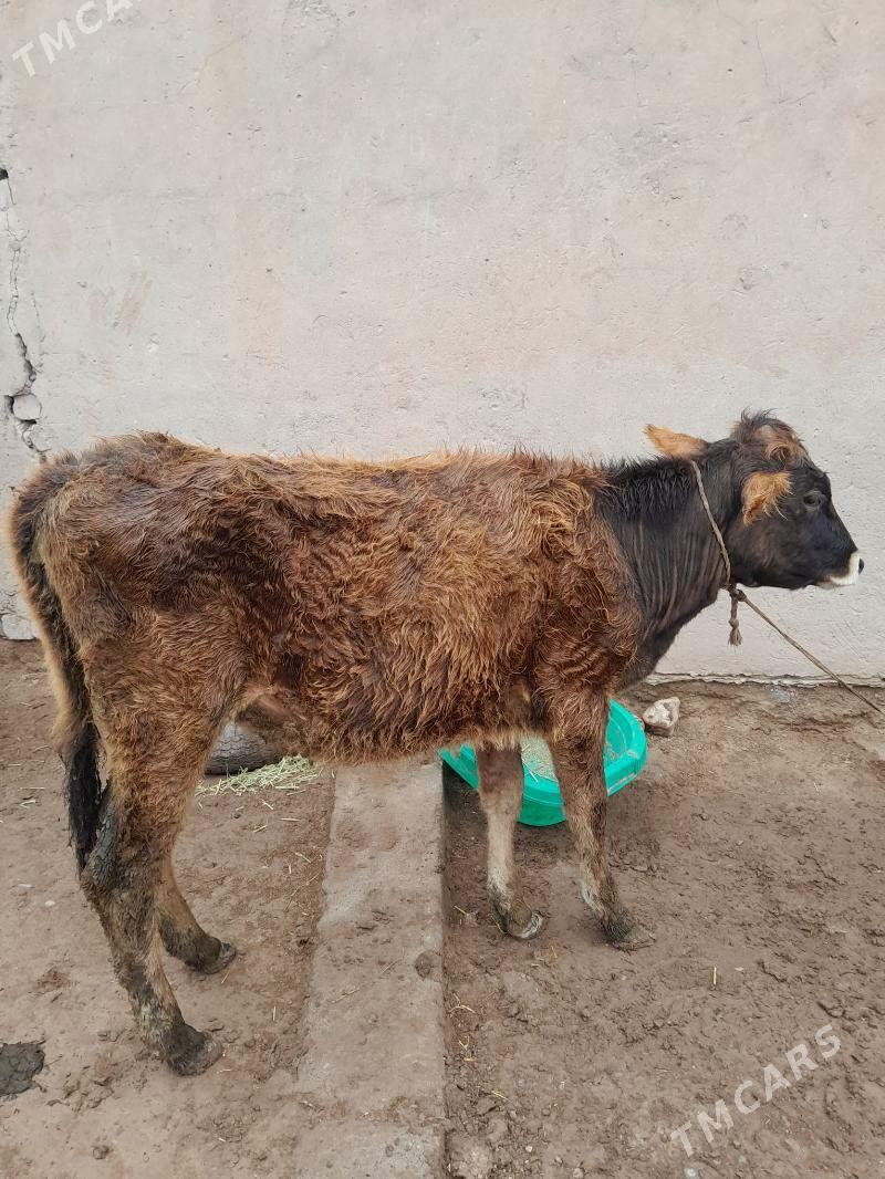 tuve - Теджен - img 1