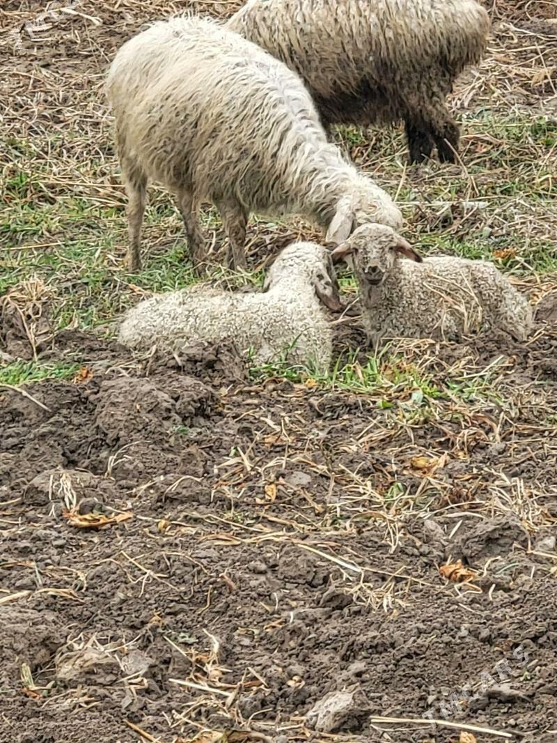 guzly goyyn - Baýramaly - img 1