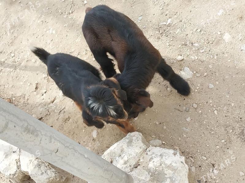 owlak - Balkanabat - img 1