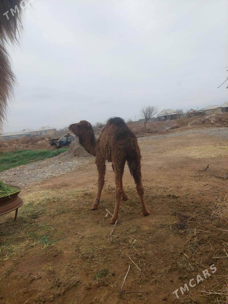 Gaÿalyk torum - Теджен - img 1