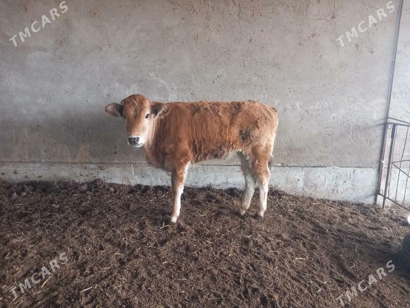 gulajyn - Wekilbazar - img 1