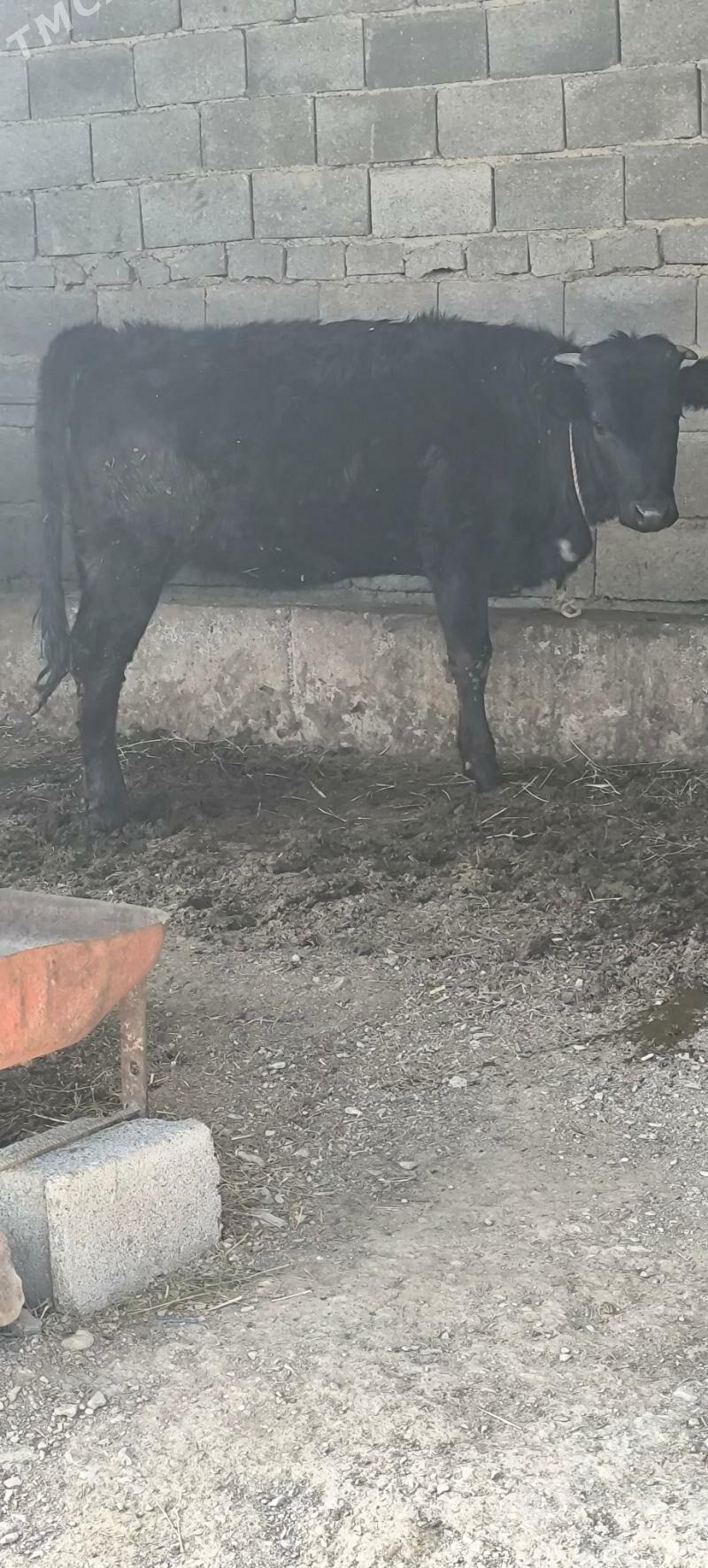 Gibrit tuwe - Bäherden - img 1