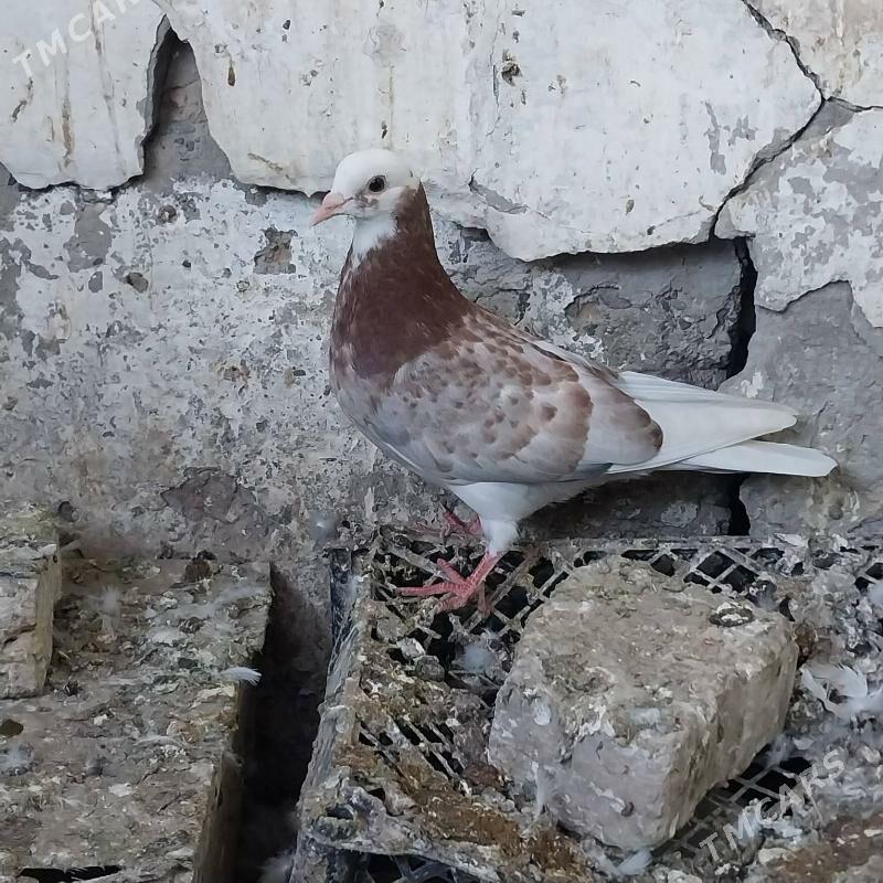 KEPDERI. - Murgap - img 1