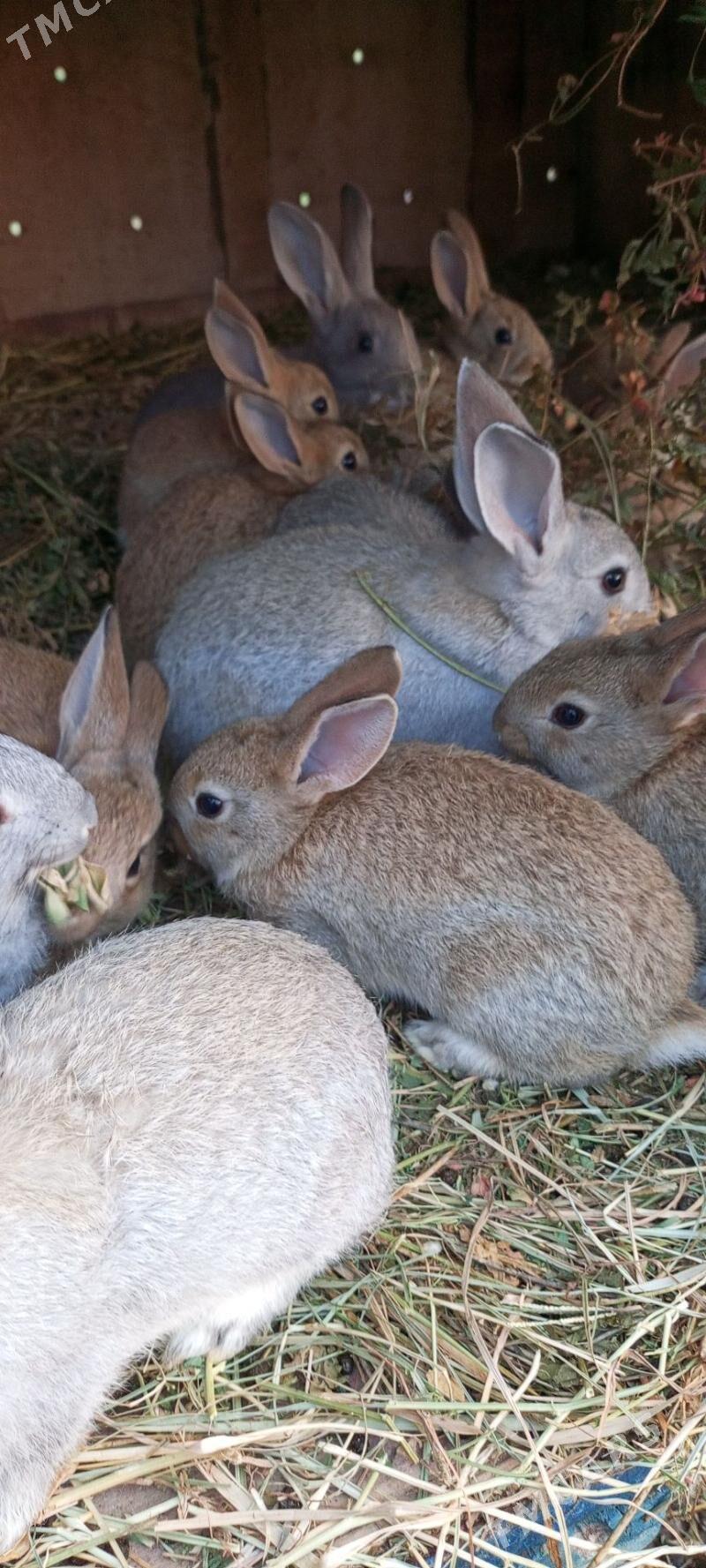 towsan - Туркменабат - img 1