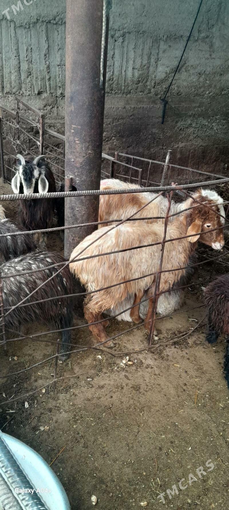 cewys we tokly - Гёкдепе - img 1