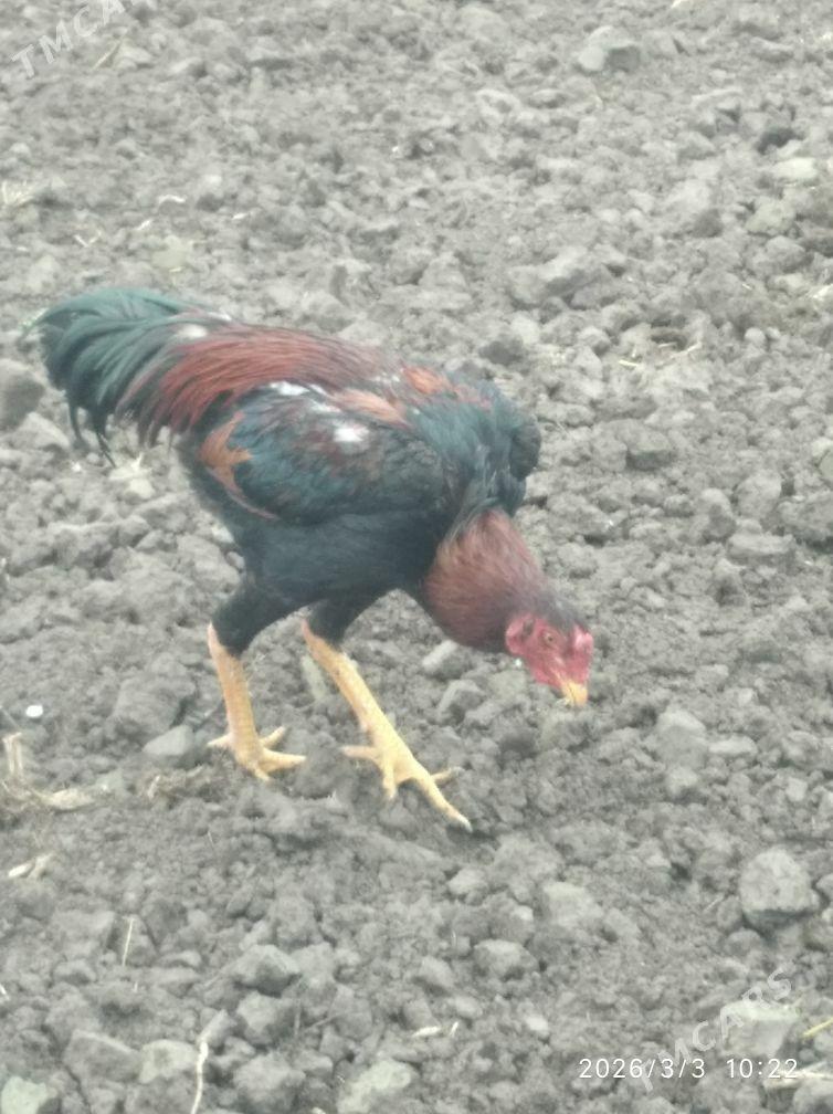 bayes - Туркменгала - img 1