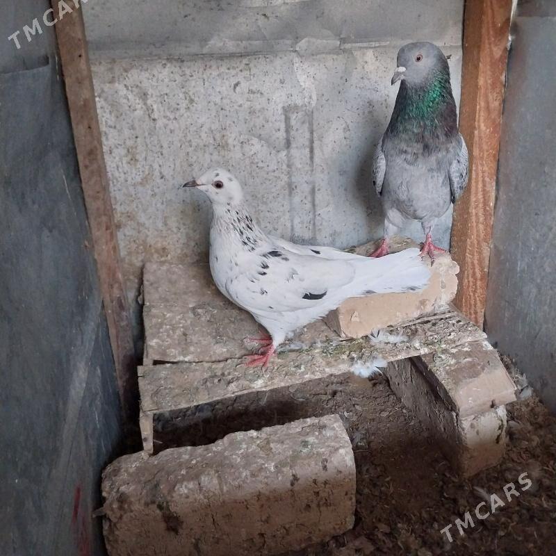 KEPDERI. - Мургап - img 1