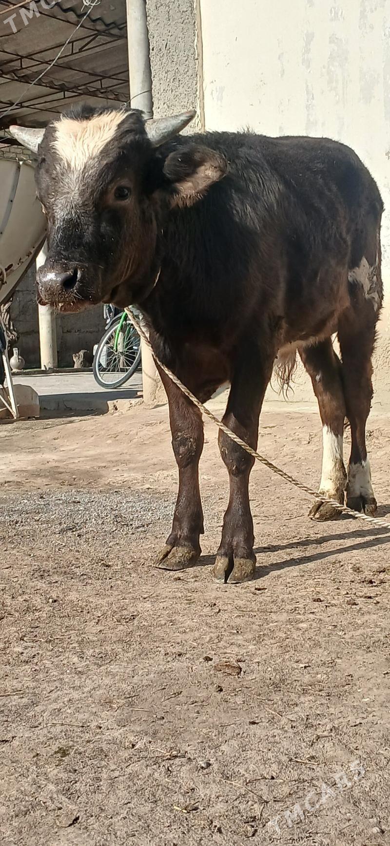 günorta öküz - Бузмеин - img 1