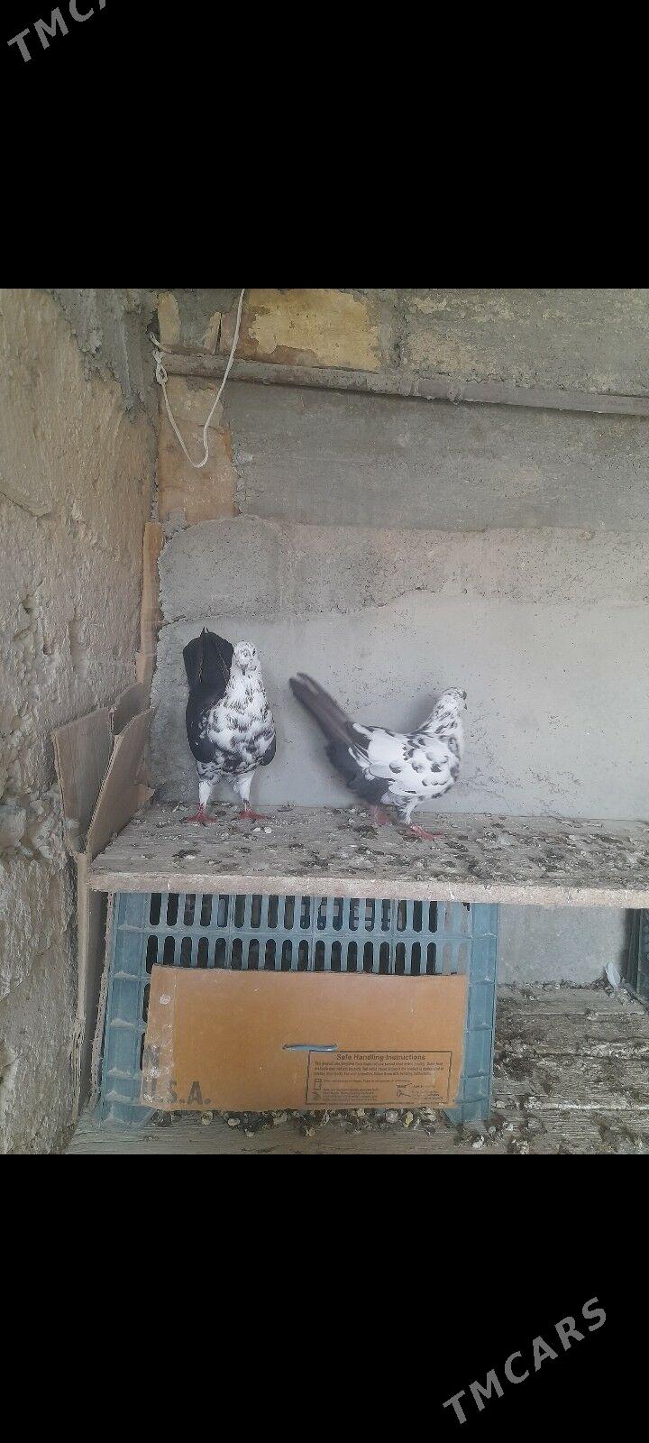 kepderi - Гызыларбат - img 1