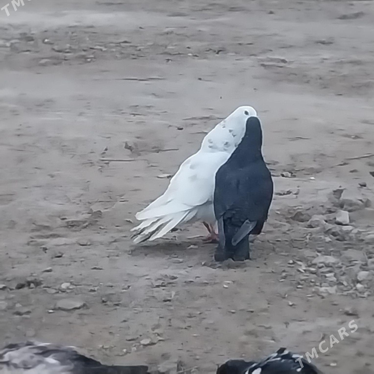 KEPDERI. - Мургап - img 1