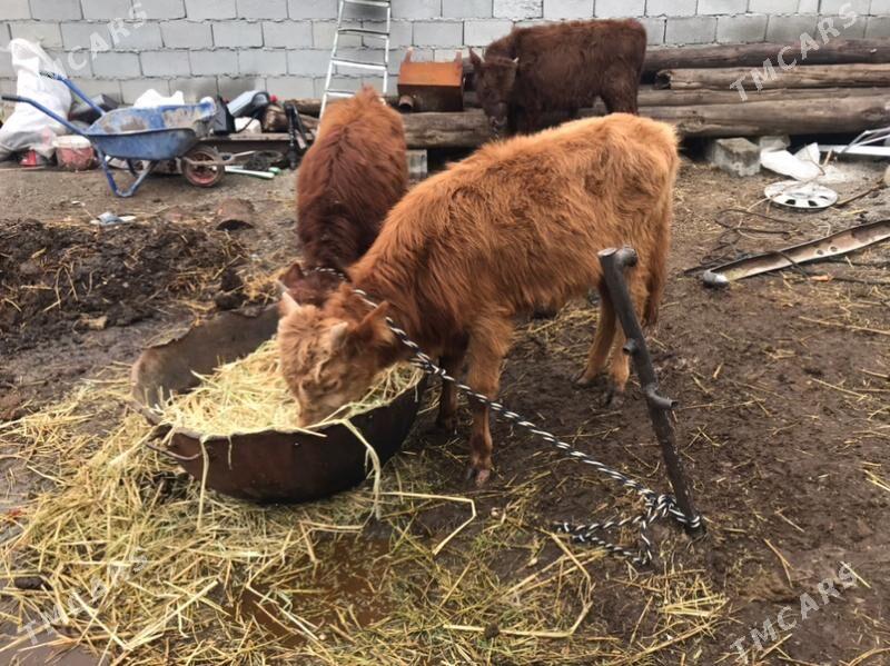 okuz - Garadamak Şor - img 1