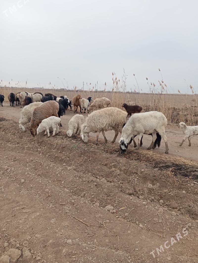 guzuly goyunlar - Чарджоу - img 1