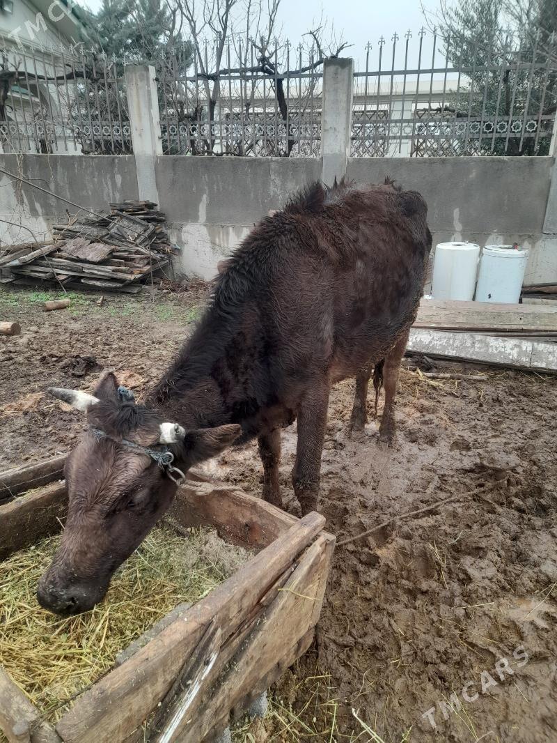 sygyr - Büzmeýin - img 1