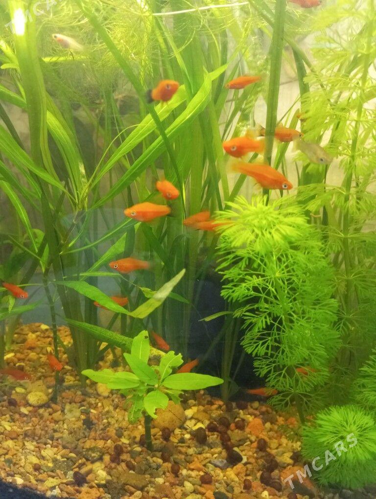 Аквариум - 2 mkr - img 1