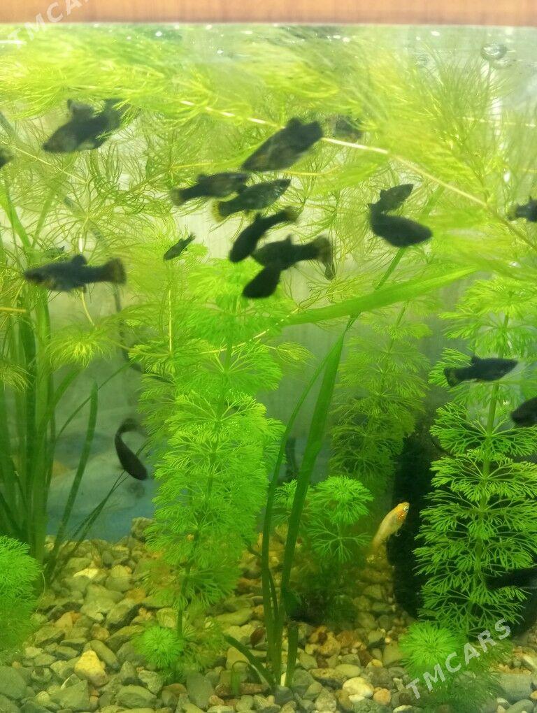 Аквариум - 2 mkr - img 1