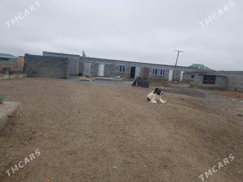 Mellek - Gökdepe - img 1