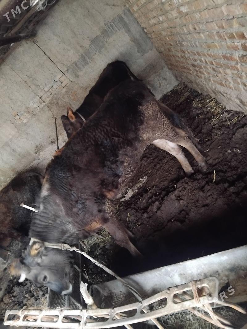 tuwe gacar - Берекет - img 1