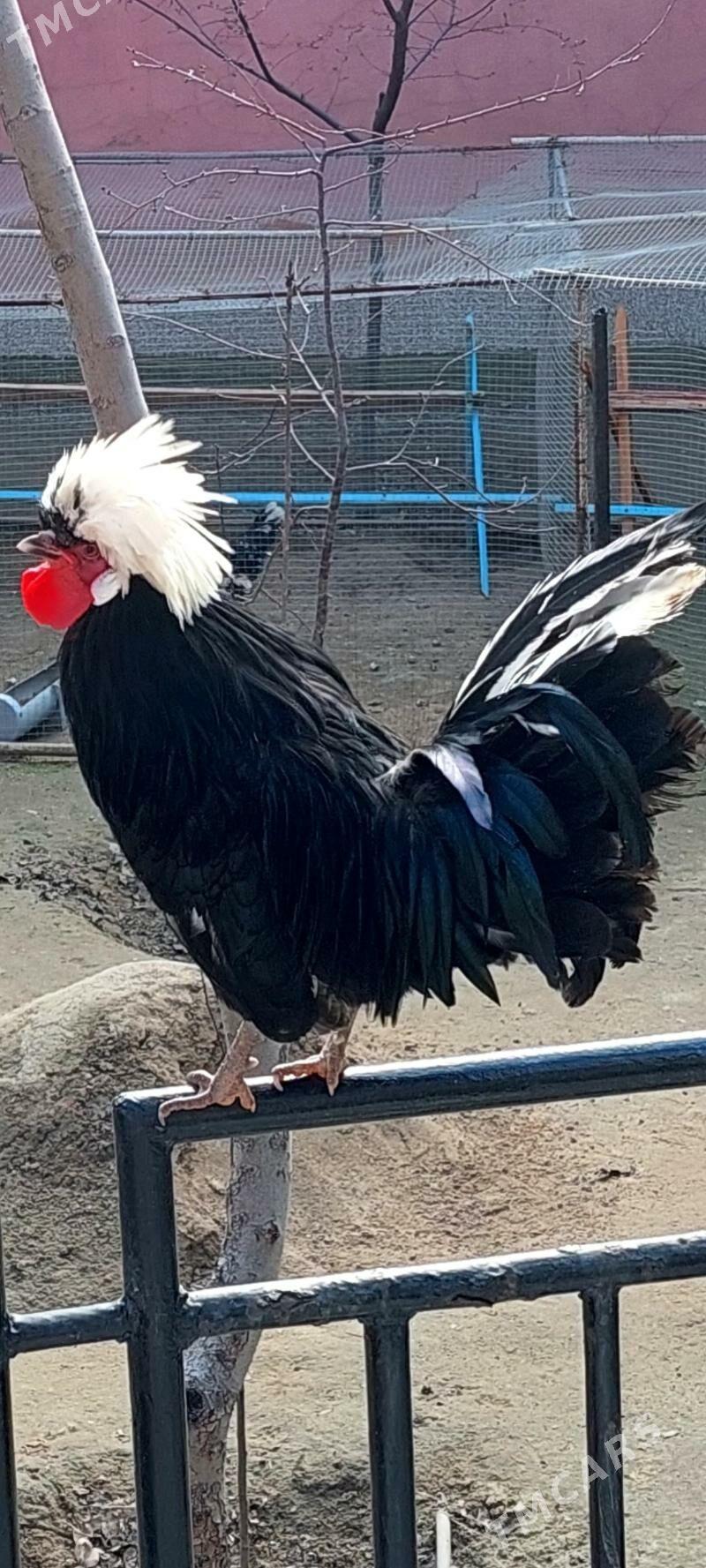 Ак телпекли товугын юмуртгасы - Туркменбаши - img 1