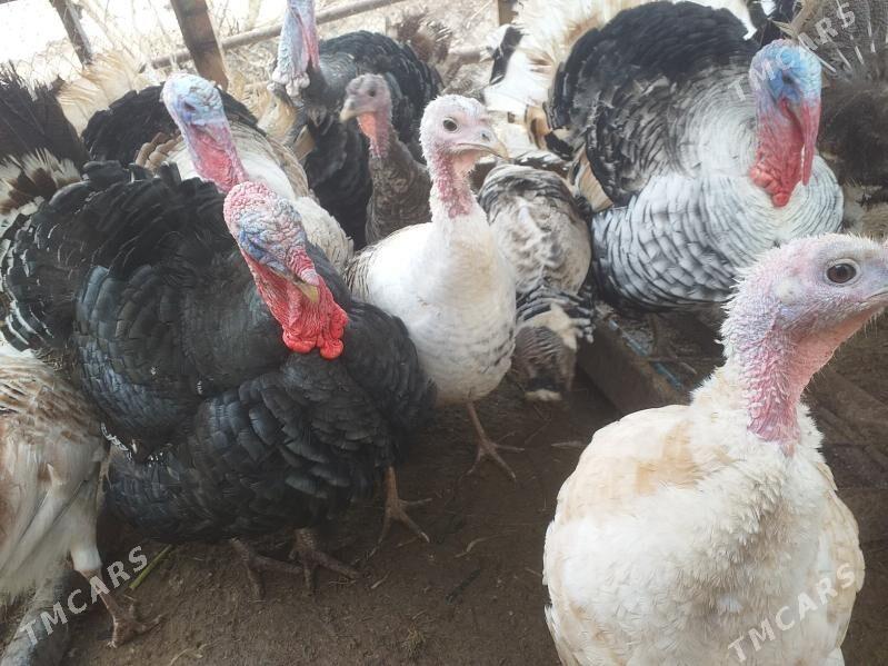 индюук - Dänew - img 1