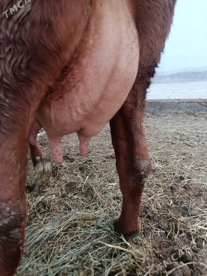 goleli sygyr - Türkmenabat - img 1