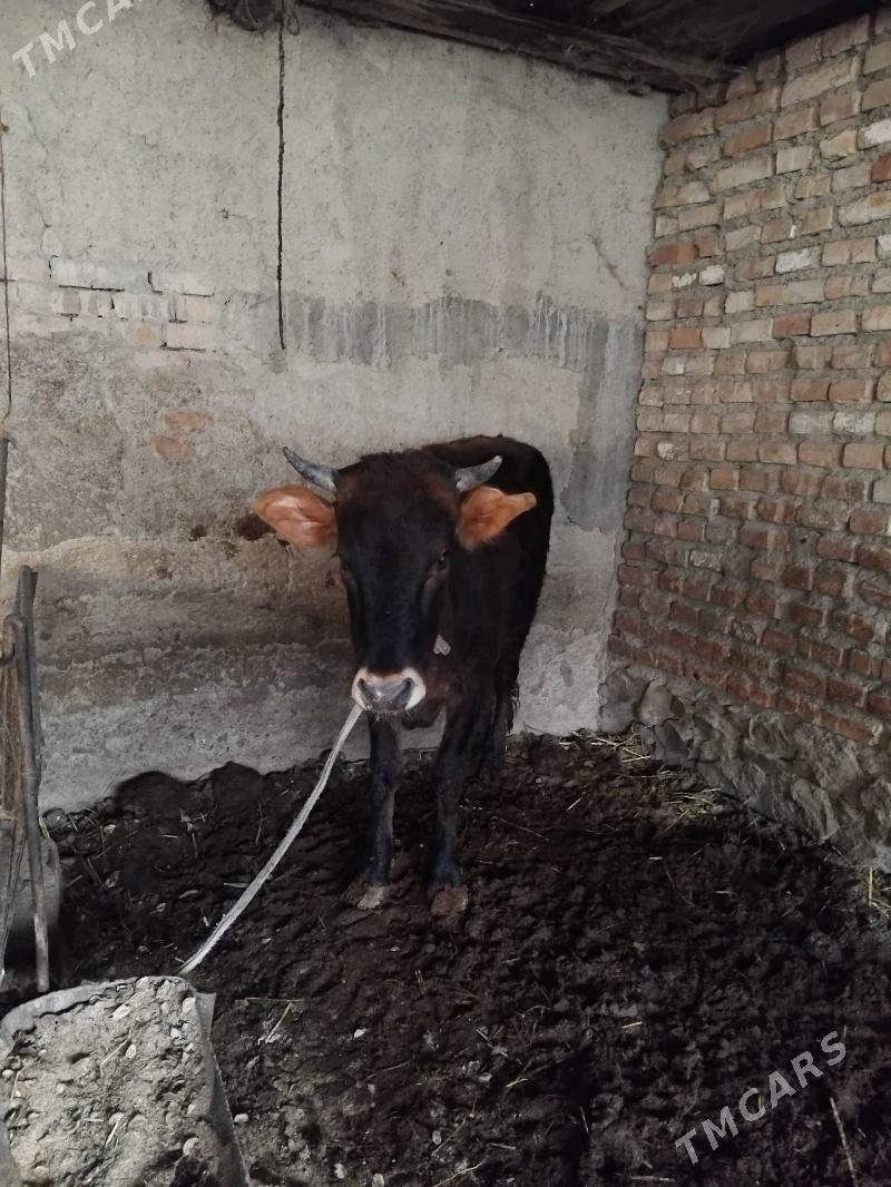 gacar tuwe - Берекет - img 1