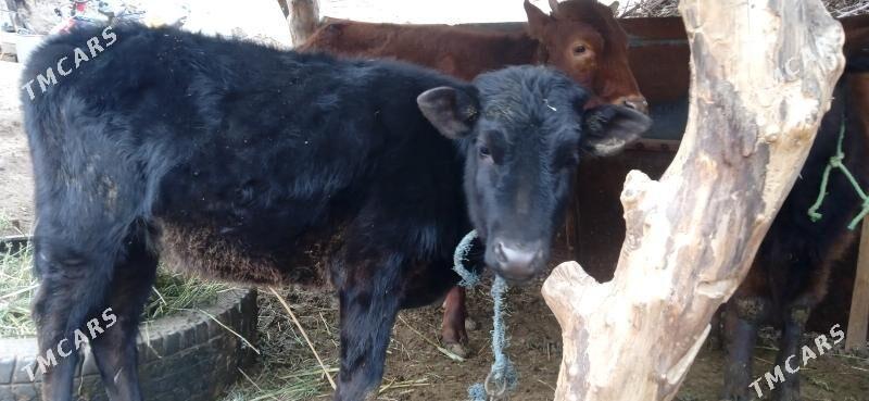 unajynlar - Çärjew - img 1